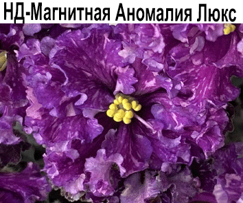 НД-Магнитная Аномалия (Данилова)