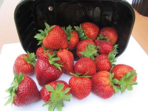 Клубника Амадин ремонтантная