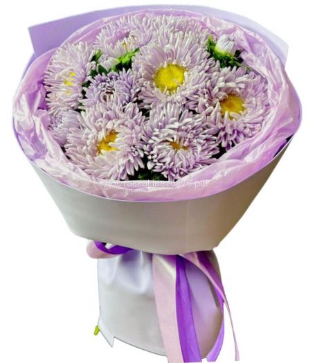 Сиреневые астры