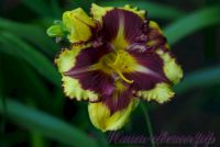 Лилейник 'Типпед Поинт' / Hemerocallis 'Tipped Point'