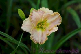 Лилейник 'Принцесса Диана' / Hemerocallis 'Princess Diana'