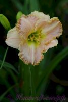 Лилейник 'Принцесса Диана' / Hemerocallis 'Princess Diana'