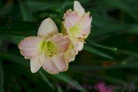 Лилейник 'Принцесса Диана' / Hemerocallis 'Princess Diana'