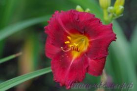 Лилейник 'Беррилишес' /  Hemerocallis 'Berrylicious'