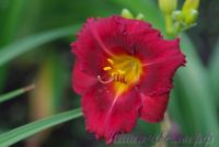 Лилейник 'Беррилишес' /  Hemerocallis 'Berrylicious'