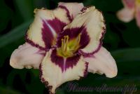 Лилейник 'Пепл Флейм' / Hemerocallis 'Purple Flame'