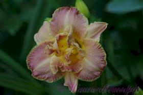 Лилейник 'Анлок Зе Старз' / Hemerocallis  'Unlock The Stars'