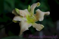 Лилейник 'Джейнс Твистер' / Hemerocallis 'Jan's Twister'