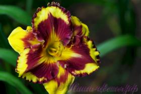 Лилейник 'Эмперор' / Hemerocallis 'Emperor'