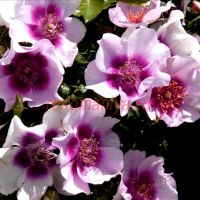 Бэбилон Айс Браво ( Babylon Eyes Bravo)