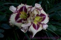 Лилейник 'Пепл Флейм' / Hemerocallis 'Purple Flame'