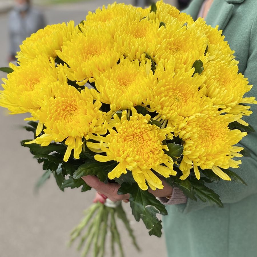 Хризантемы желтые