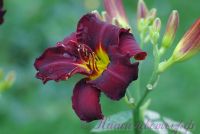 Лилейник 'Блэк Эммануэль' / Hemerocallis 'Black Emanuelle'