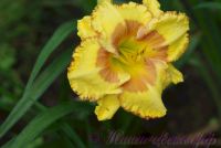 Лилейник 'Ирристейбл Шарм' / Hemerocallis 'Irristable Charm'