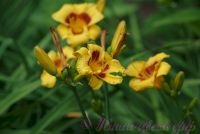 Лилейник 'Колор Стик' / Hemerocallis 'Color Stick'