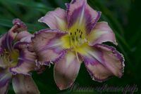 Лилейник 'Милдрейт Митчел' / Hemerocallis 'Mildred Mitchell'