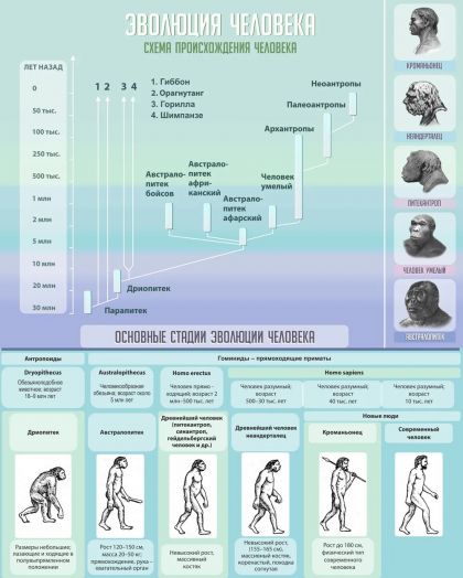 Стенд для кабинета биологии "Эволюция человека"
