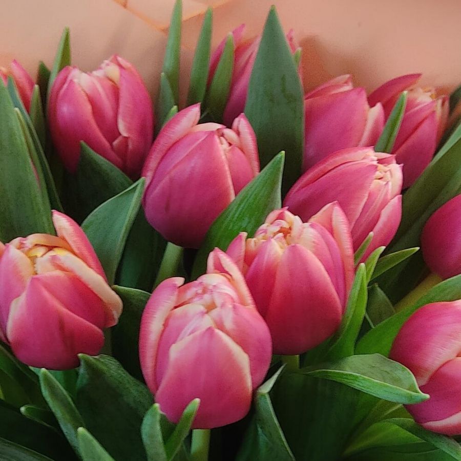 Тюльпаны  пионовидные Коламбус