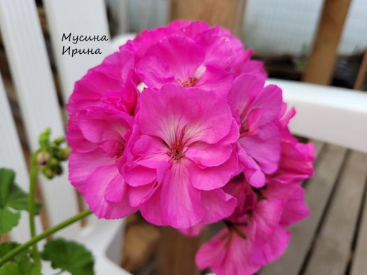 Шёлк Лесное Озеро № 2455