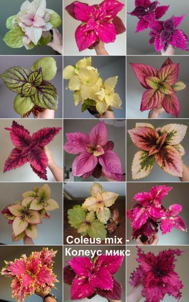 Coleus mix - Колеус микс