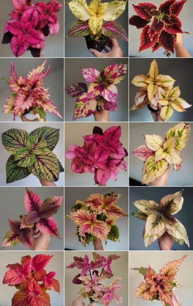 Coleus mix - Колеус микс