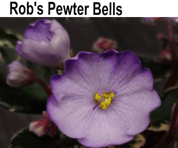 Rob`s Pewter Bells (Robinson)