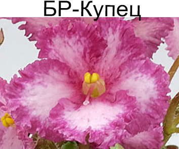 БР-Купец (Буркацкие)