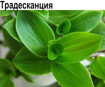 Традесканция