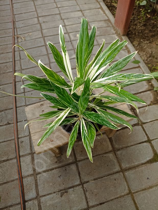 Аглаонема Бай Као (Bai Kaw)