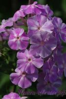 Флокс 'Вирсавия' / Phlox 'Virsaviya'