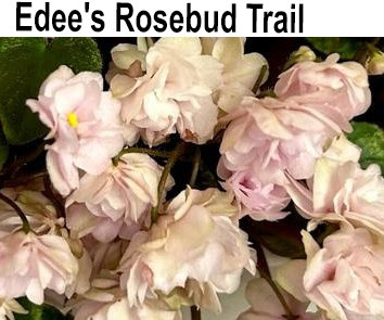 Edee`s Rosebud Trail