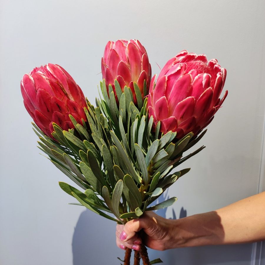 Букет из протеи