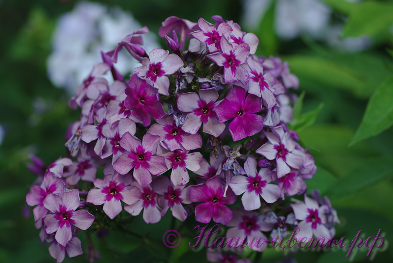 Флокс 'Кудесник' / Phlox 'Kudesnik'