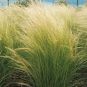 Ковыль тончайший (Stipa tenuissima) Pony Tails, 10 мультидраже