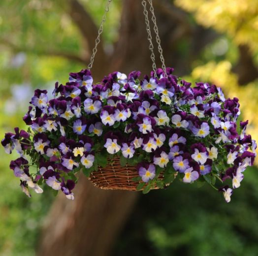 Виола виттрока (Viola wittrockiana) Cool Wave Violet Wing, 10 семян