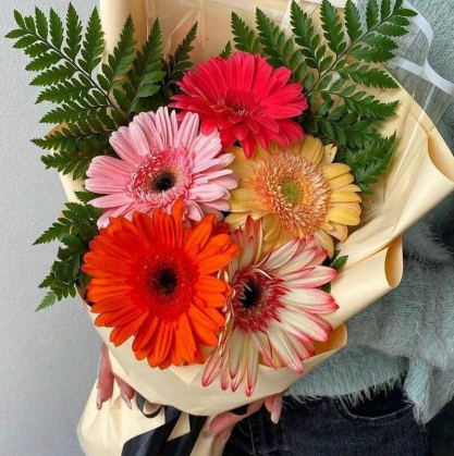 Герберы с зеленью