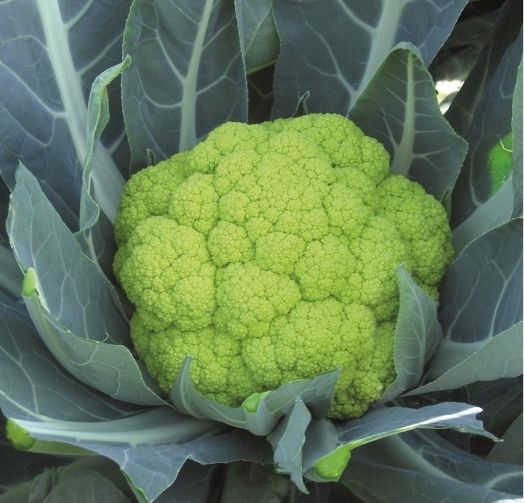 Капуста цветная Сюзана F1, 10шт семян