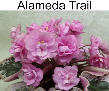 Alameda Trail