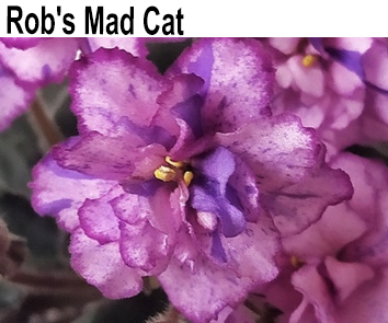 Rob1s Mad Cat