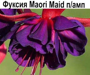 Maori Maid п/амп