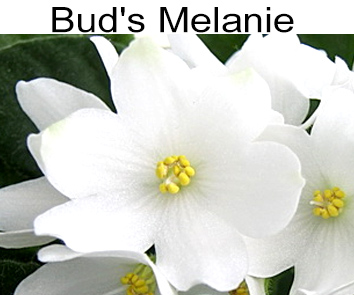 Bud`s Melanie