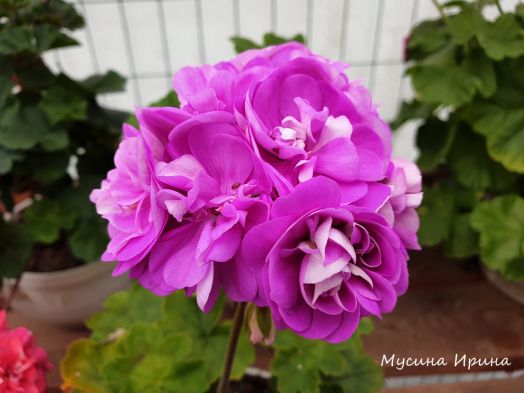 Сиреневый Рассвет № 0321