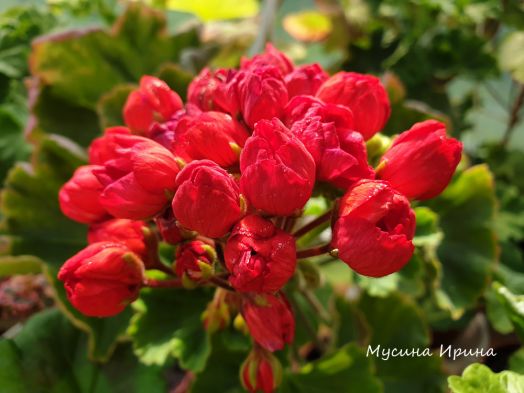 Röd Solbacka № 2316