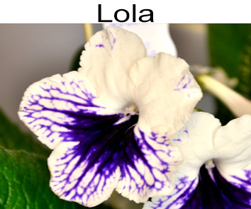 Lola (Клещински)