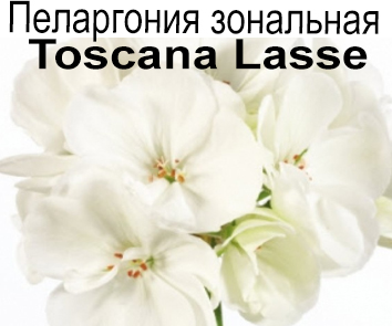 Пеларгония зональная Toscana Lasse