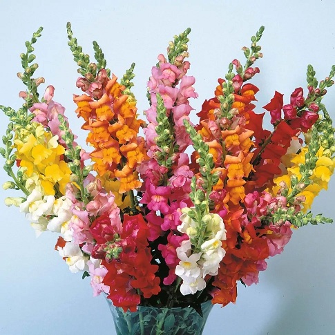 Львиный зев на срезку (Antirrhinum majus) Potomac Mix, 100 семян