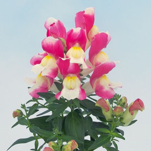 Львиный зев (Antirhinum majus F1) Snappy rose and white, 100 семян