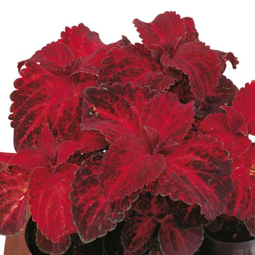 Колеус гибридный (Coleus hybrida) Superfine Rainbow Red Velvet, 100 семян