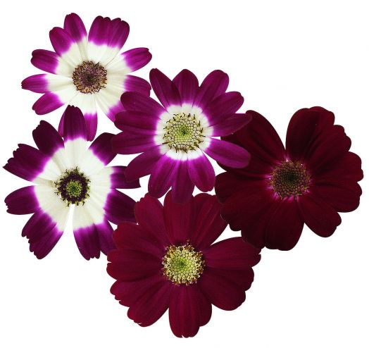 Цинерария гибридная (Cineraria cruentus) Star Wars Crimson Shades, 10 семян