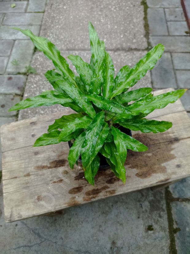 Калатея Руфибарба Блю Грасс